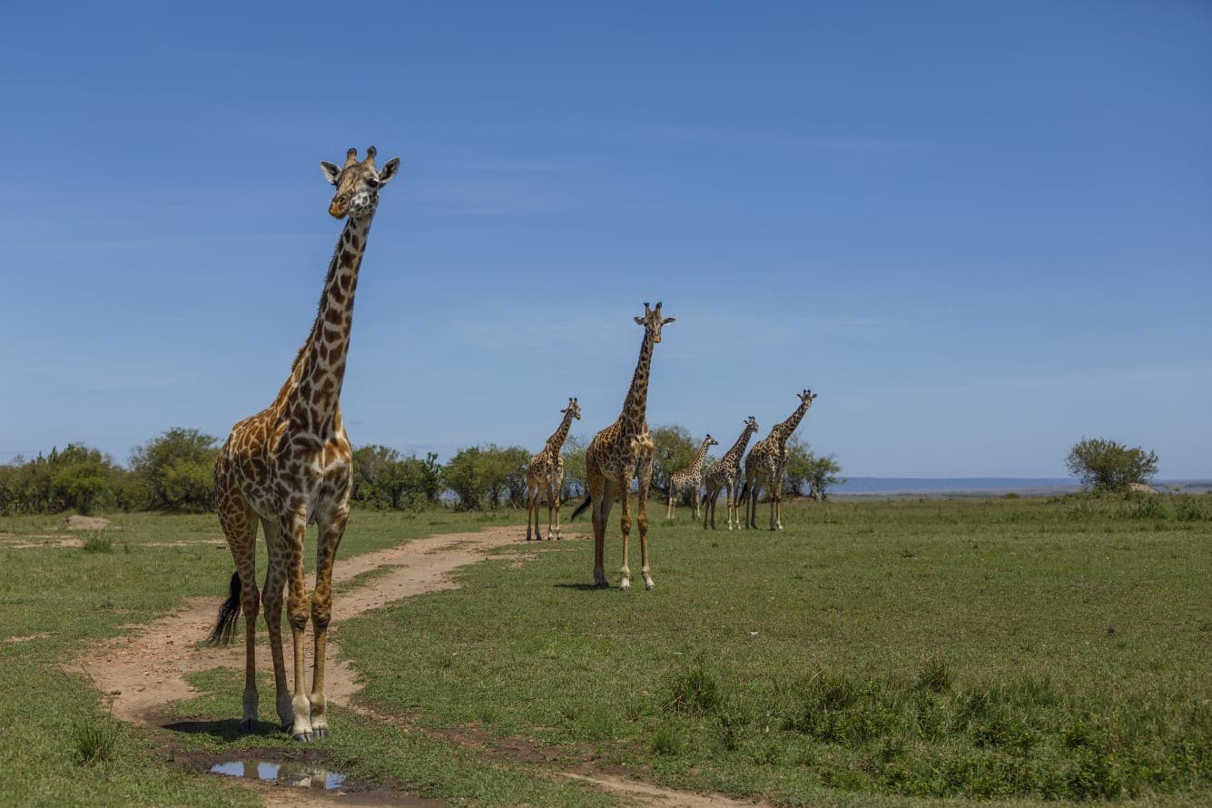 Giraffe herd on the Masai Mara plains, Kenya. © Nitin Vyas