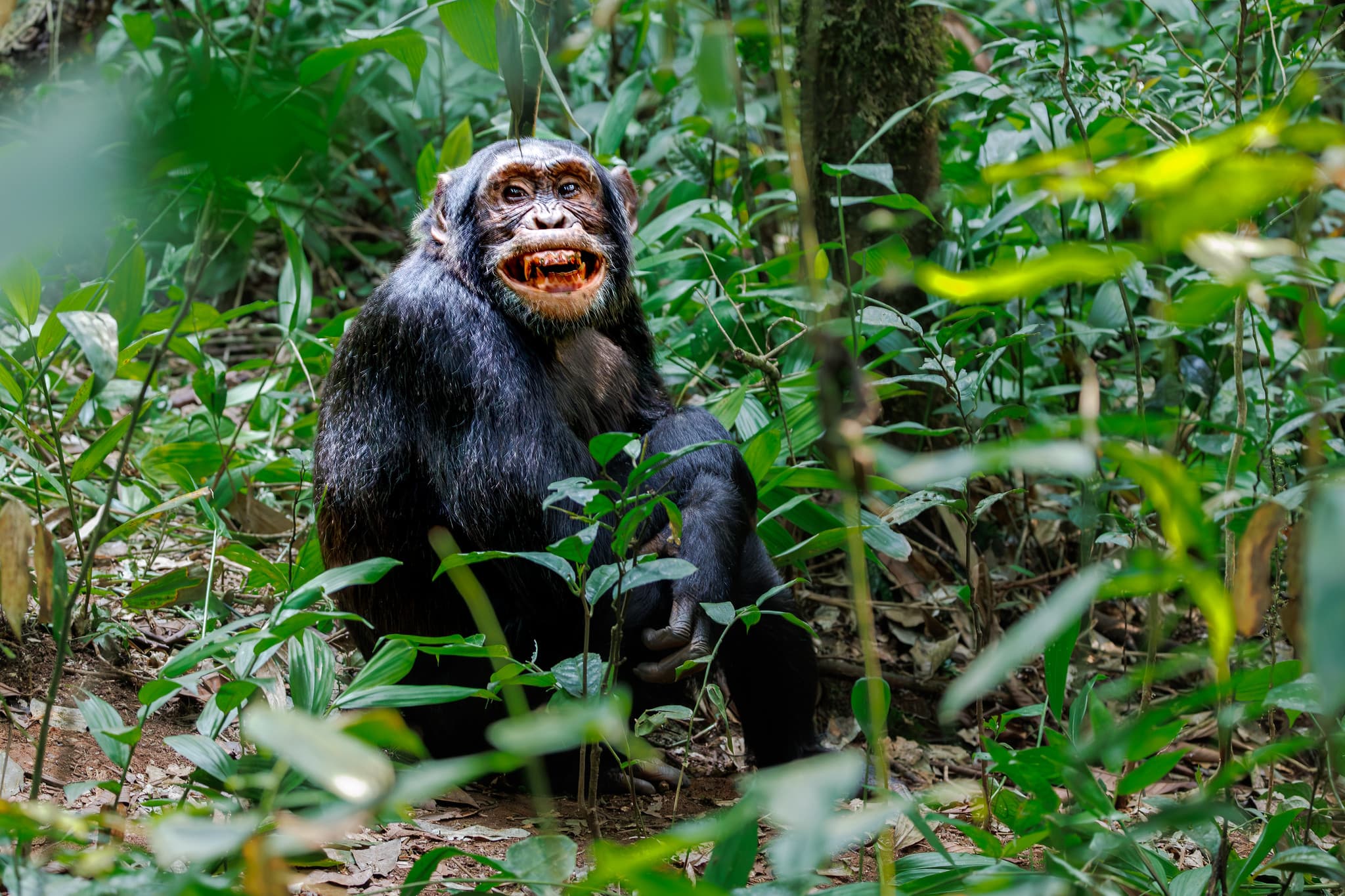 Chimpanzee in the rainforest canopy of Kibale National Park, Uganda