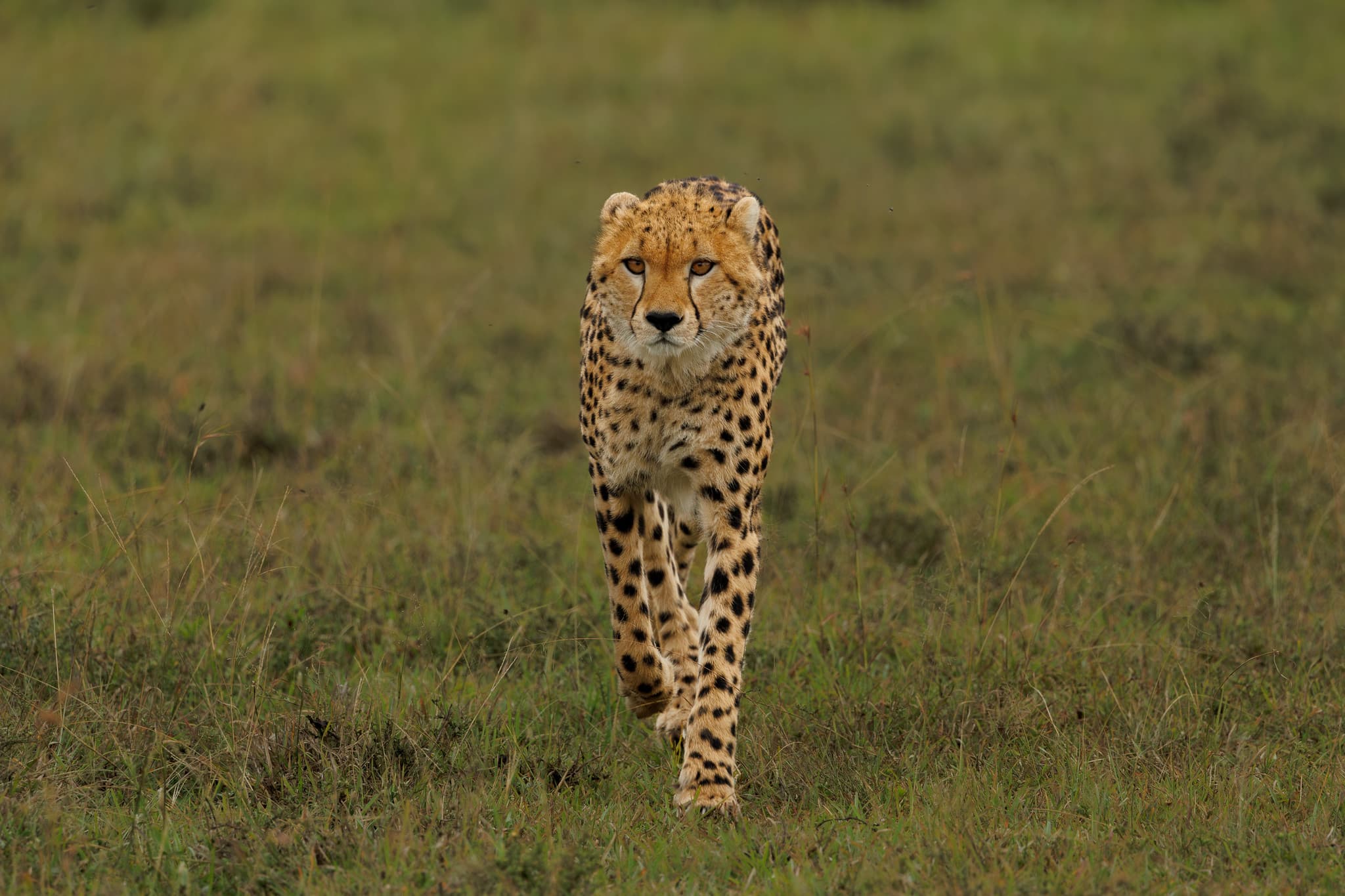 Cheetah stalking through the golden grass of the Masai Mara at dawn