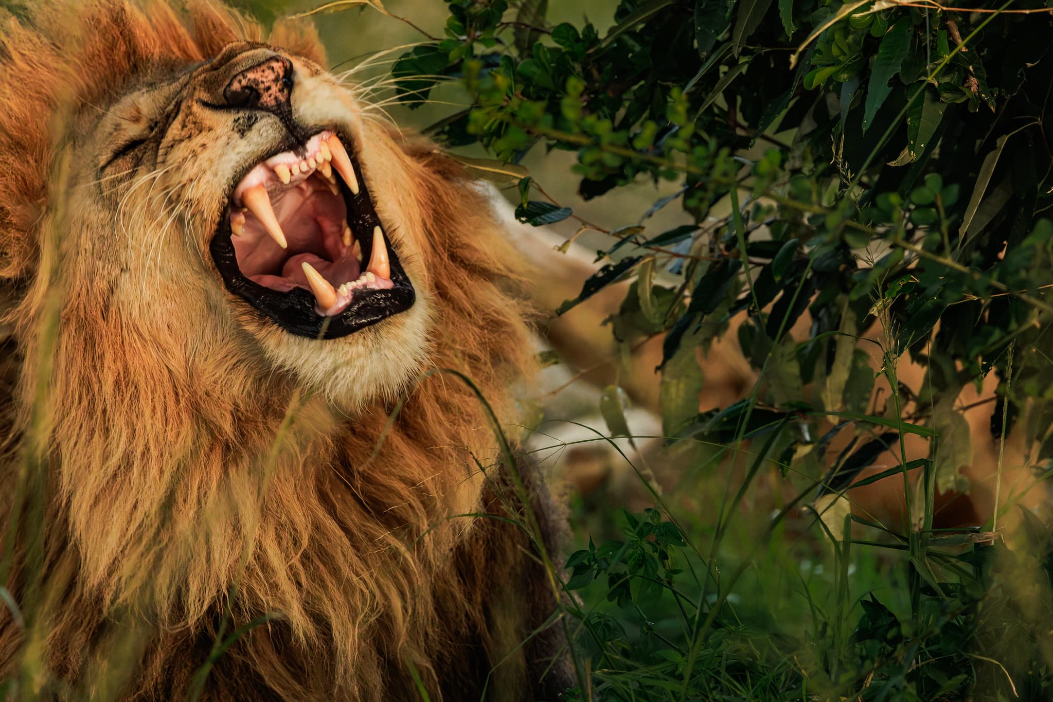 Male lion roaring in the Masai Mara. © Nitin Vyas