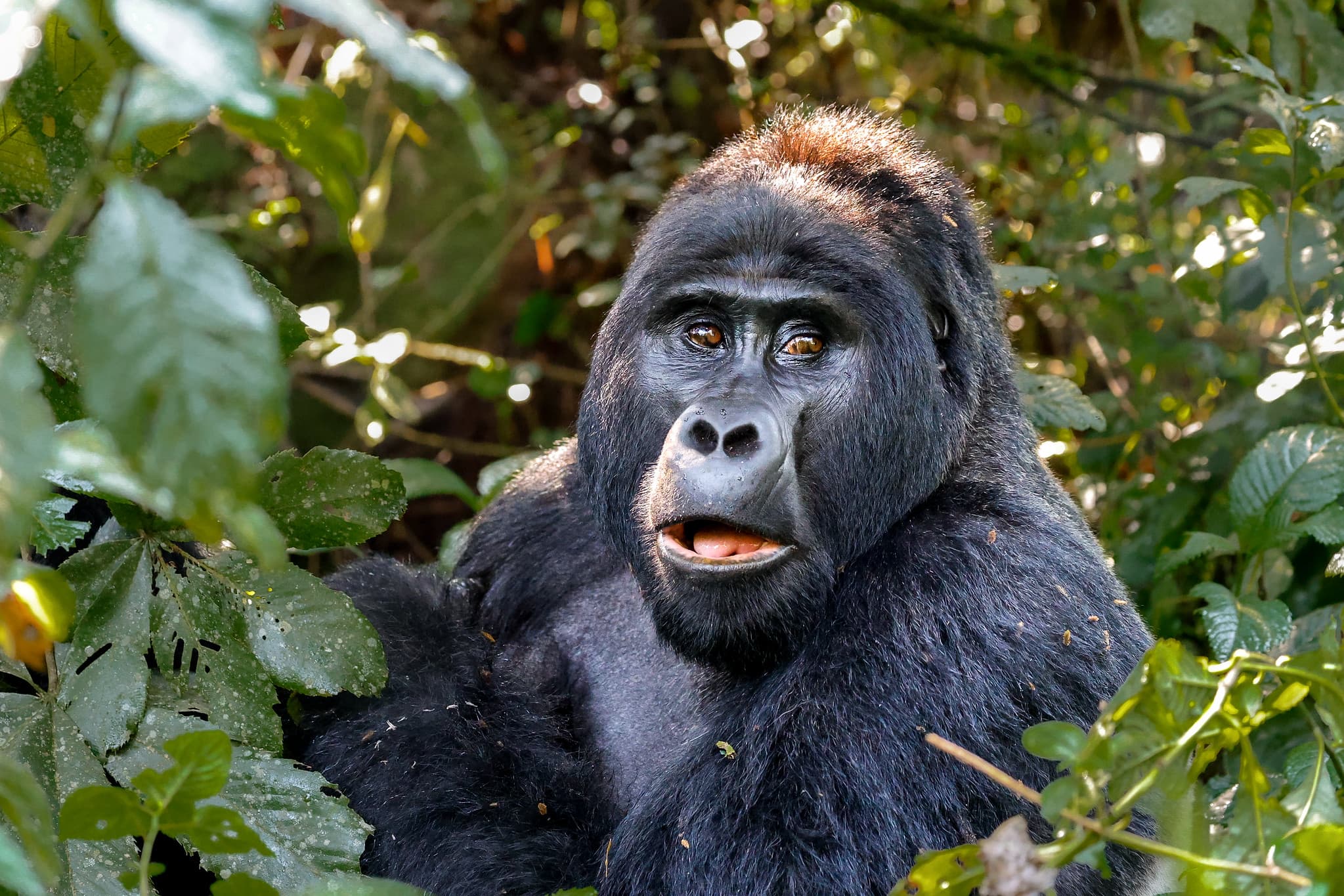 Silverback mountain gorilla in Bwindi Impenetrable Forest, Uganda
